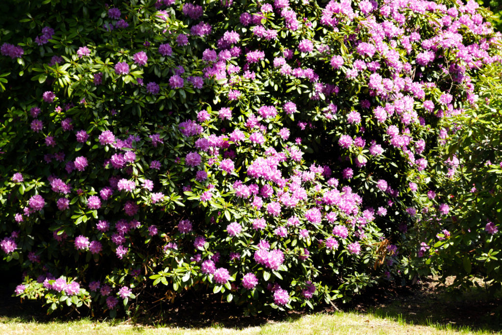 Rhododendron Busch