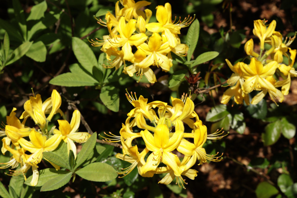 Rhododendron gelb
