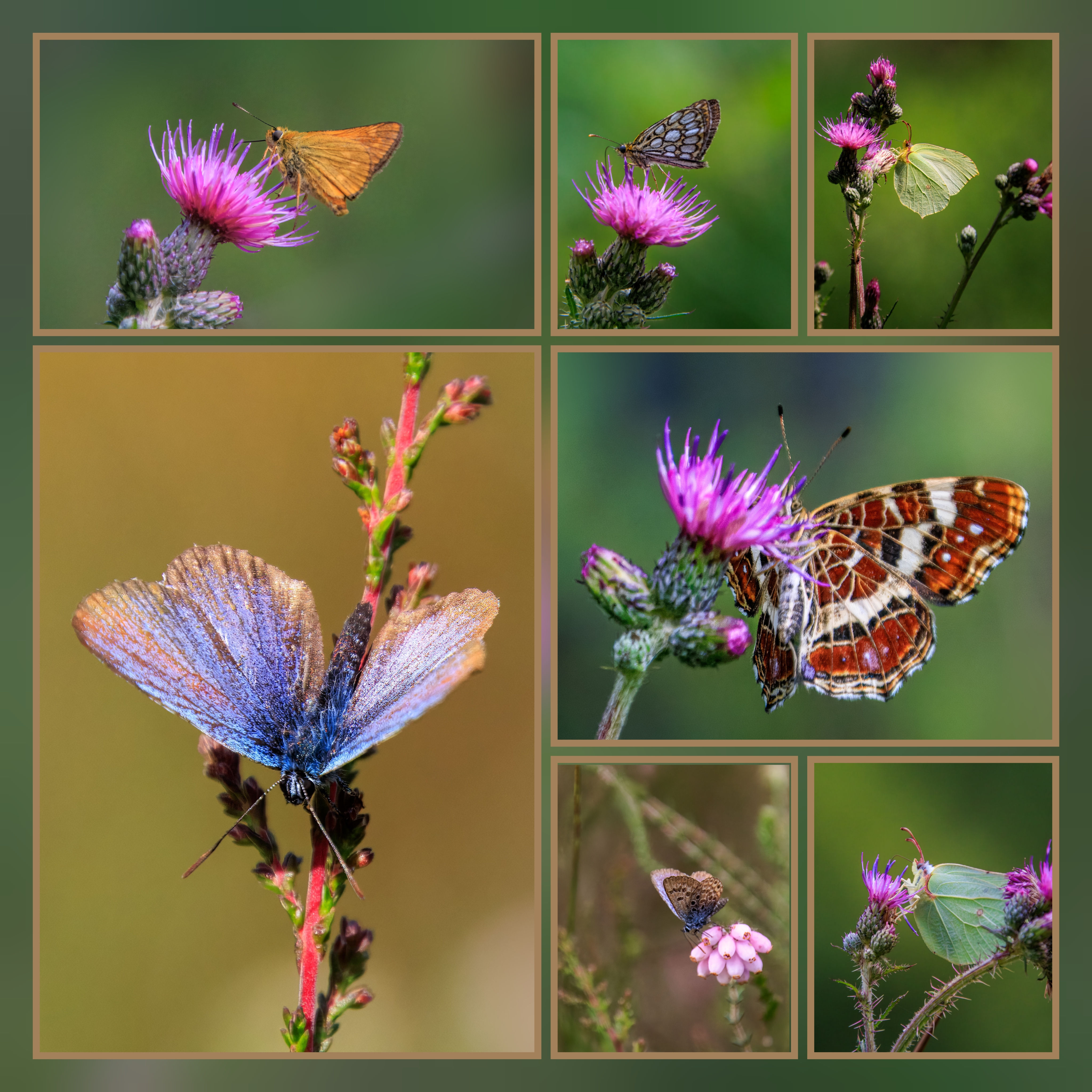 Titelbild_Tister Bauernmoor Juli